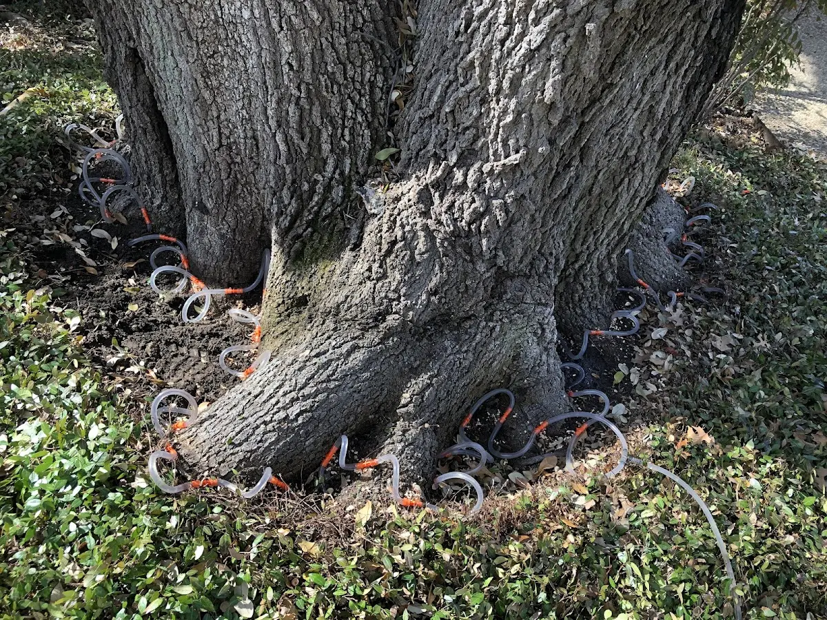 Detailed Tree Cabling and Bracing job site in Conception