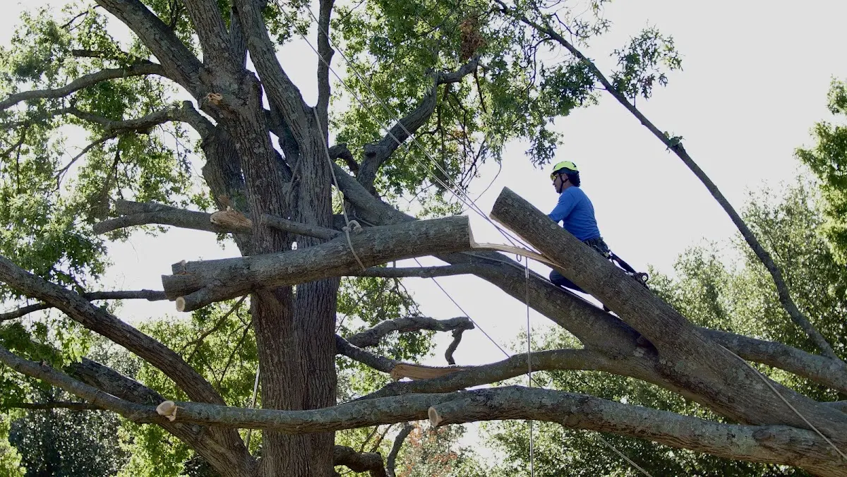Professional Hazardous Tree Removal performed by certified arborists in Conception